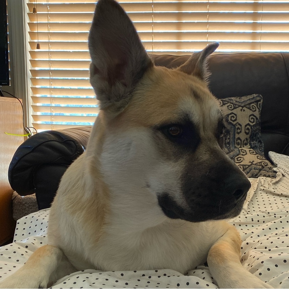 Meet your Posher, Maya